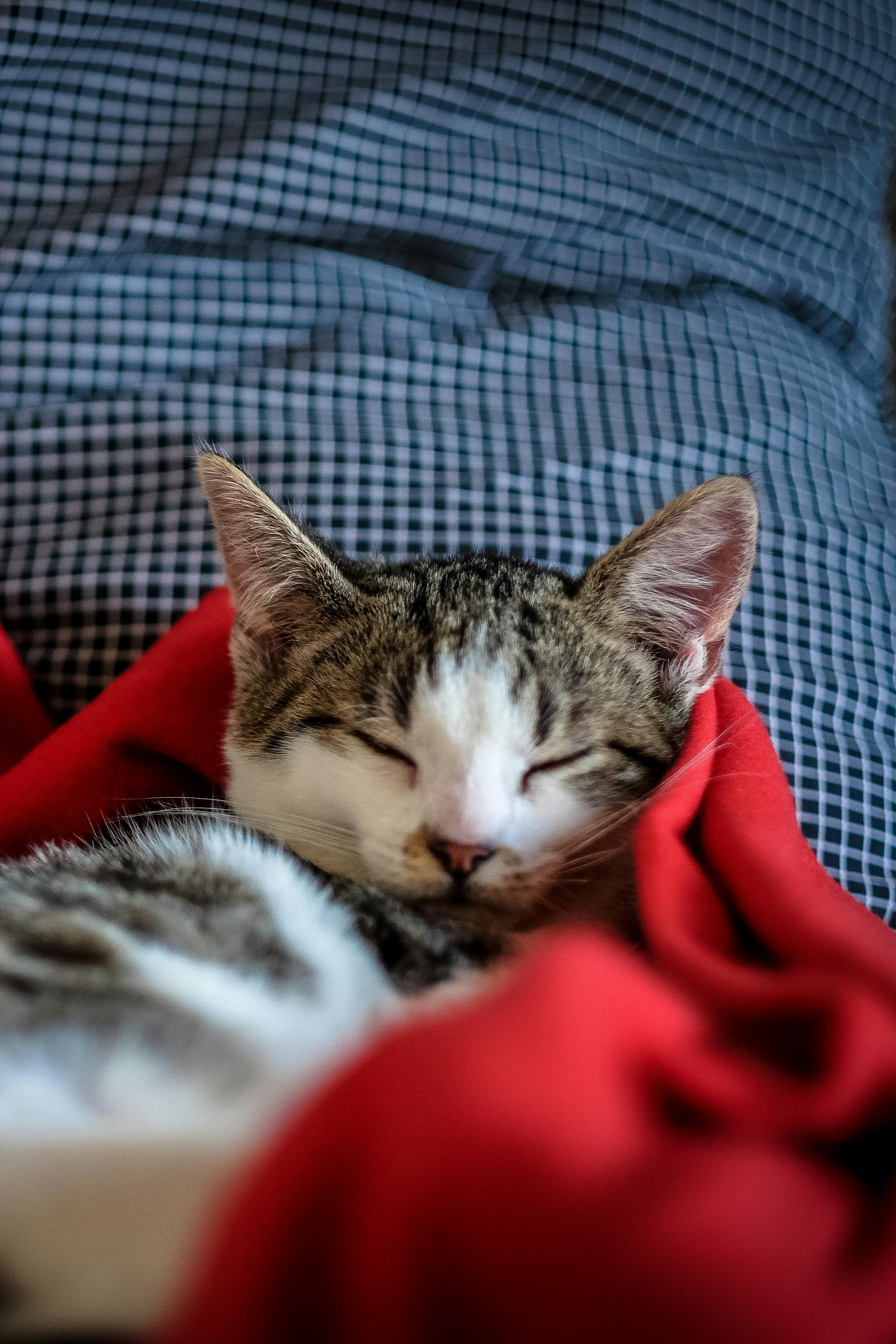 Cancer Cat